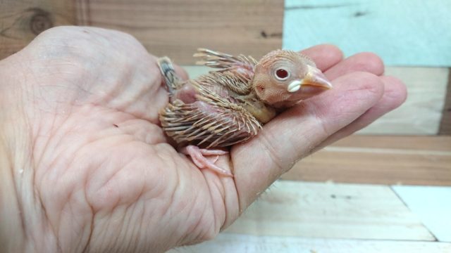 やはり可愛いです☆　シナモン文鳥～～～