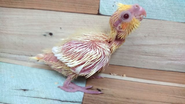 得意気なお顔が可愛いです☆　オカメインコ～～