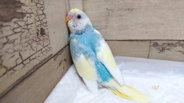夏っぽいラムネカラーです♪　セキセイインコ　パステルカラーレインボーパイド　2021　８月２７日