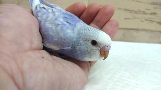 かなり鮮やかなコです！　セキセイインコ　スパングル　2021　8月27日