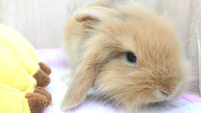 個性的な可愛いロップさん☆ロップイヤーです！