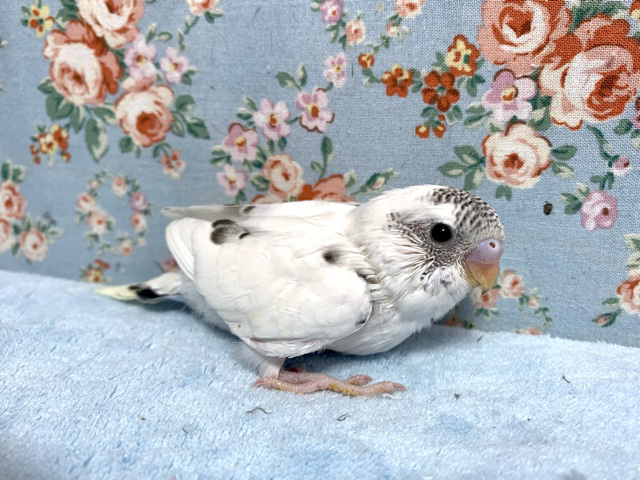 セキセイインコ 白ハルクイン （白×青系）