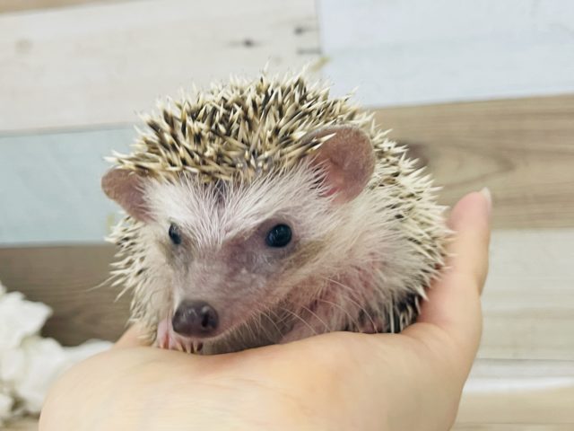 可愛いお顔を見るには時間を♡ヨツユビハリネズミちゃん(パイド)