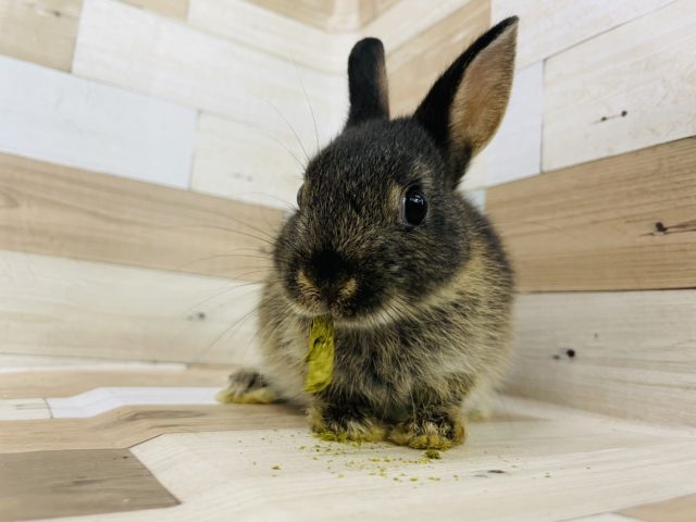 いっぱい食べるよ♪ネザーランドドワーフ（ブラックオター）