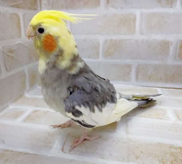 べたべたのべた馴れ(笑)　オカメインコ☆パイド　2021年08月03日