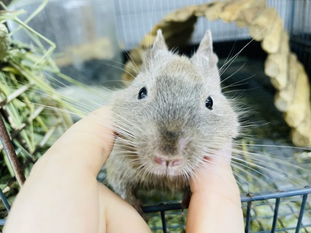 動画あり！ ポリポリかきかき大好き…♪デグーちゃん(チョコレート)