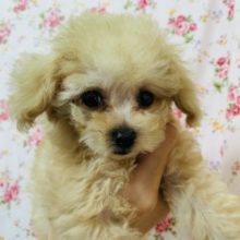 おめめくりくり♡トイプードルちゃん入舎!!