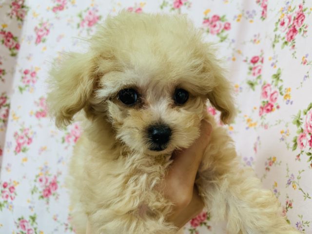 おめめくりくり♡トイプードルちゃん入舎!!