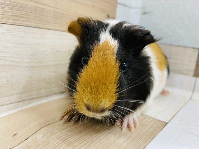 隠れ場所はど〜こだ！イングリッシュモルモットちゃん♪