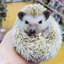 シナモンカラーまじる、イガグリくん。　ハリネズミ　シナモンパイド