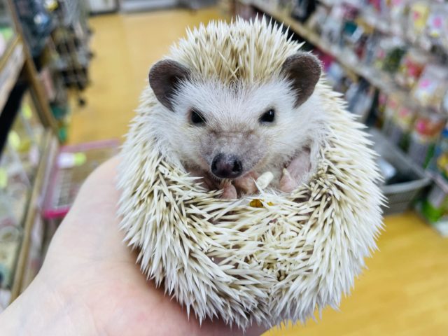 シナモンカラーまじる、イガグリくん。　ハリネズミ　シナモンパイド