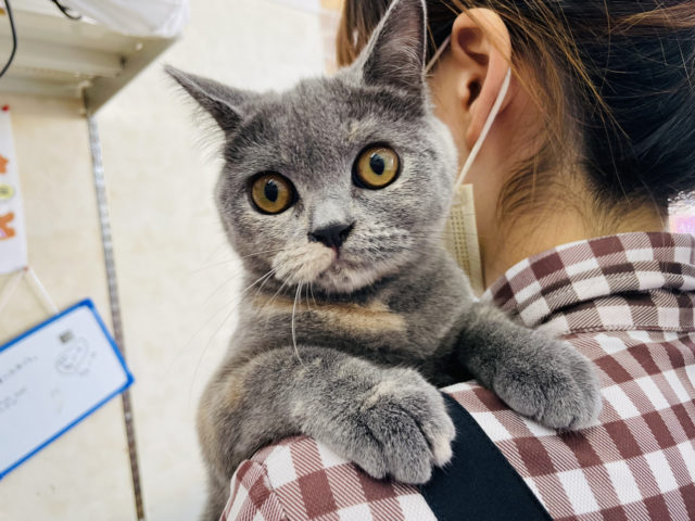 ぷっくりまんまる♥ブリティッシュショートヘアちゃん！