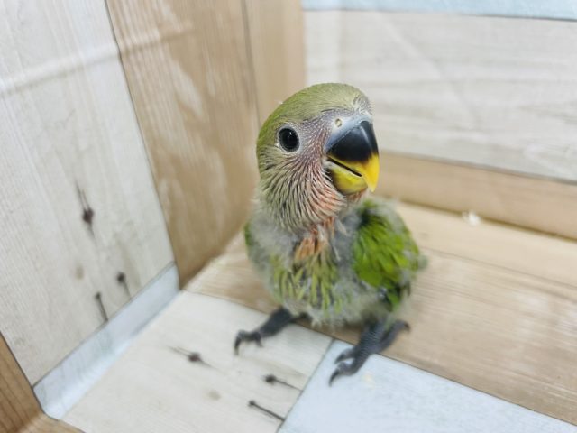 不動の人気★コザクラインコヒナ(ノーマル)