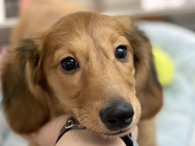 ミニチュアダックスフンド（ロング）（レッド） 2021年5月1日生まれ　男の子