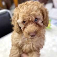 トイプードル（アプリコット）　2021年6月22日生まれ　男の子