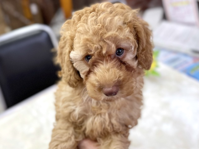 トイプードル（アプリコット）　2021年6月22日生まれ　男の子
