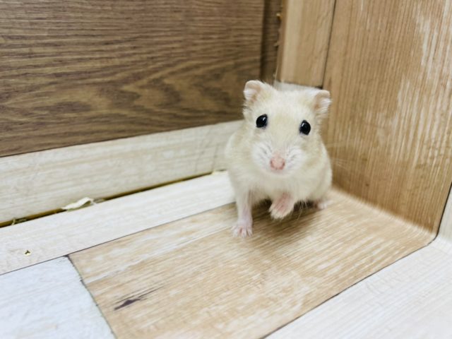 可愛すぎない！？マンダリンハムスターくん♥