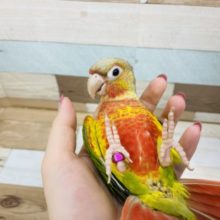 にぎころ大成功！？ウロコインコ(パイナップル)