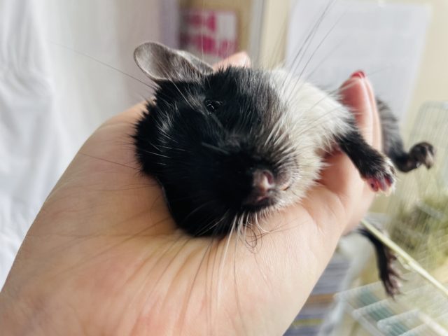 超ホヤホヤ最新画像☆手の上で寝ちゃう！？レアカラーですねっ！デグー(ブラックパイド)