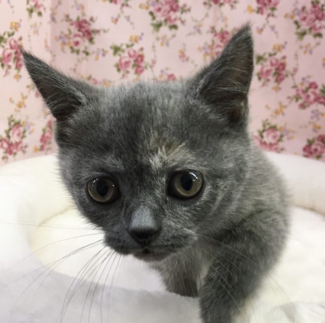 ブリティッシュショートヘアー(ブルー&クリーム)女の子　2021年6月27日生まれ　入舎！！