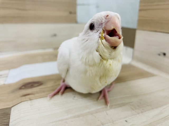 超ホヤホヤ最新画像☆なんと！ピュアホワイトのヒナが来た〜！！