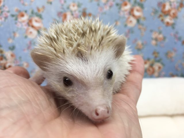 ハリネズミ(シナモンパイド)女の子　2021年7月生まれ