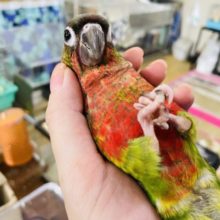 超ホヤホヤ最新画像☆にぎころ練習中…その手はなに！？ホオミドリウロコイン(スーパーレッド)