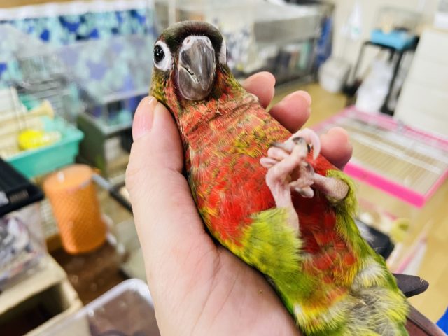 超ホヤホヤ最新画像☆にぎころ練習中…その手はなに！？ホオミドリウロコイン(スーパーレッド)
