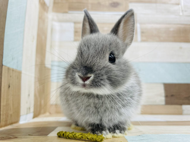 牧草入れがベット！？ネザーランドドワーフ（ブルーマーチン）