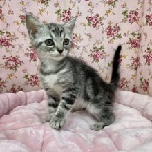 ツンデレが堪りません☆　スコティッシュフォールドの女のコ 2021.8/18撮影