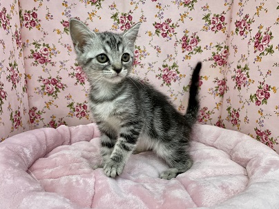 ツンデレが堪りません☆　スコティッシュフォールドの女のコ 2021.8/18撮影