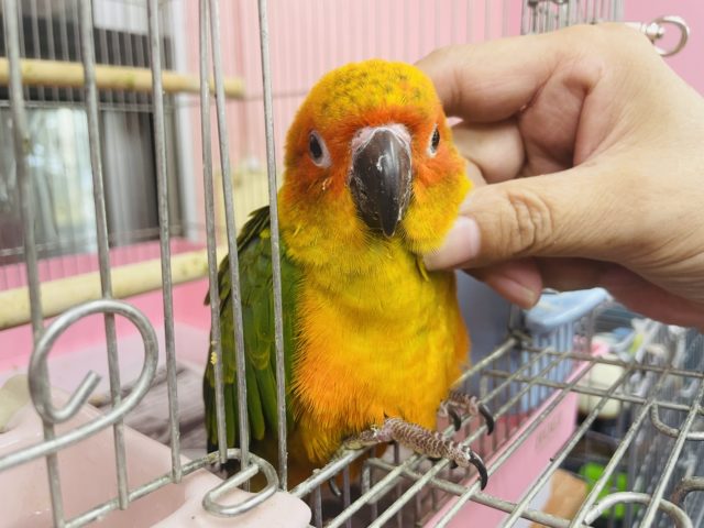 超ホヤホヤ最新画像♪甘え上手♡コガネメキシコインコヒナ！