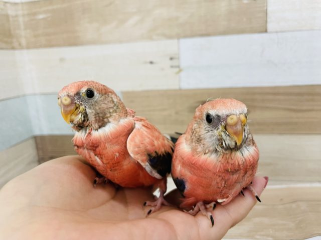 もっちり感がイイネ♡ローズアキクサインコヒナ〜！
