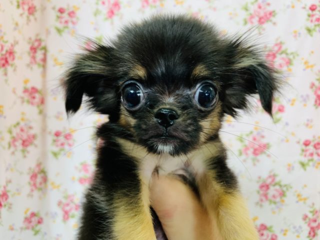 ぺちょんは健在!!成長しました！ミックス犬(チワワ×狆)ちゃん!!