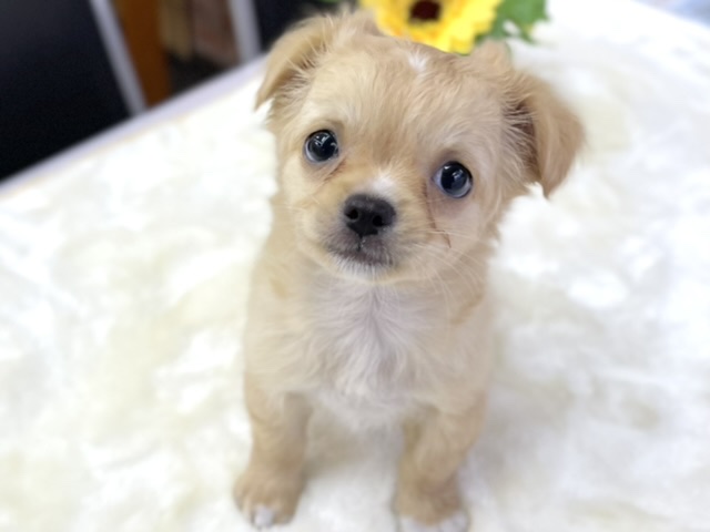 チワワ（ロング）（クリーム）　2021年6月24日生まれ　男の子