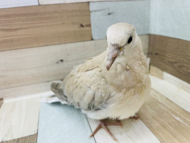 初入舎♪色が淡くて可愛いジュズカケバト！