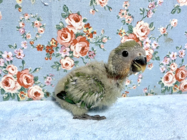 手乗りコザクラインコ　ノーマル　8月31日