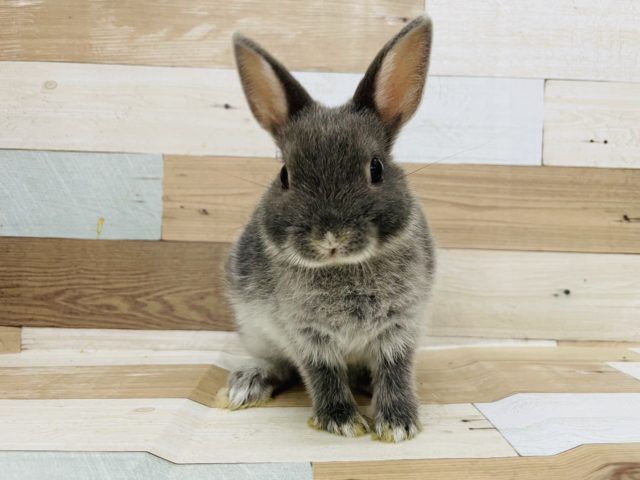 アピール大合戦♪ネザーランドドワーフ（ブルーマーチン）