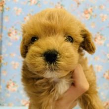 人気のミックス♪ぽけっと顔のミックス(マルチーズ×プードル)くん☆