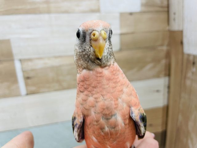 立派なドヤ顔！？ローズアキクサインコ★