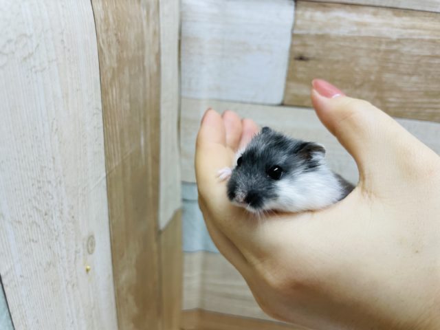 穏やかで大人しめ♪マーブルハムスターくん☆