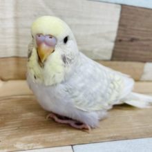 とっても美しい＞＜ジャンボセキセイインコヒナ〜！