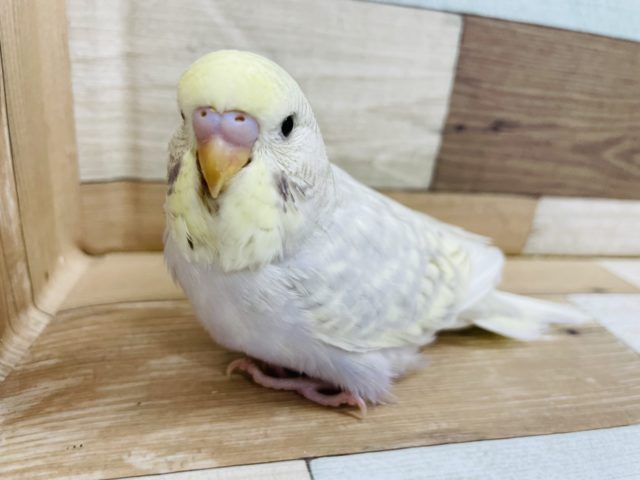 とっても美しい＞＜ジャンボセキセイインコヒナ〜！