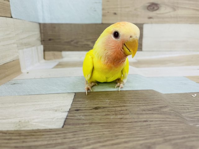 超ホヤホヤ最新画像☆赤が素敵！小桜インコルチノーオパーリン