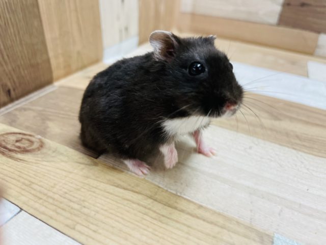 まっくろくろすけ〜！！リアルブラックハムスターちゃん！