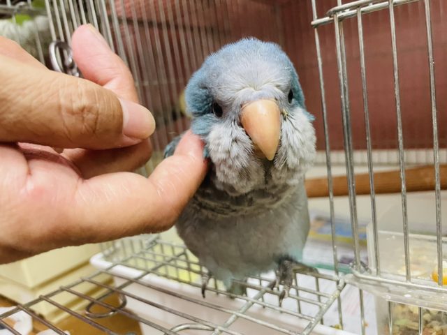 ペンギンの赤ちゃん！？オキナインコ(ブルー)