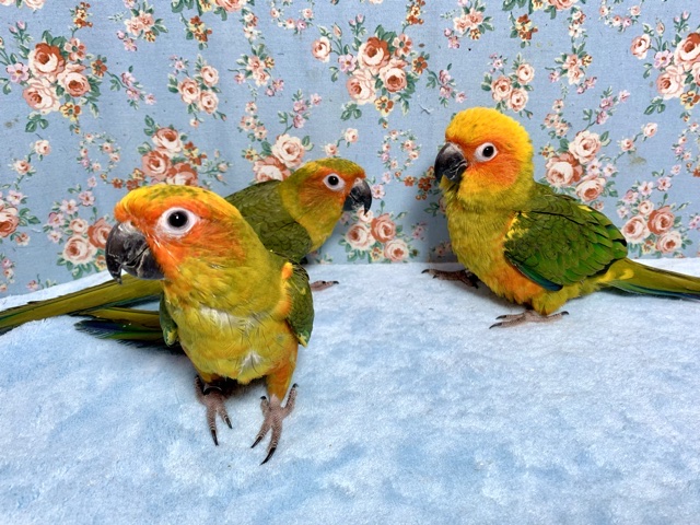 コガネメキシコインコちゃん達✨ 8月29日