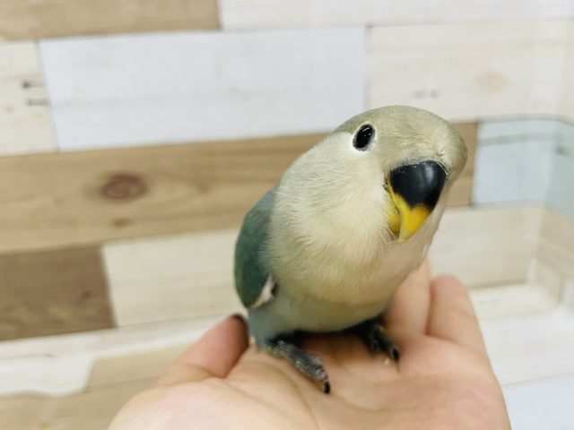 むちむち美人さん♥コザクラインコヒナ(ブルーチェリー)