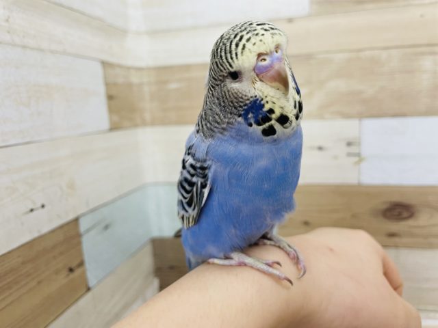 イカした顔でカメラ目線★ジャンボセキセイインコ(イエローフェイス)