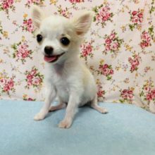 頭がチャームポイント♡チワワちゃん!!